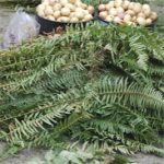 Branches and Potatoes ready for the Pit Cook