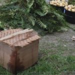 Cooking foods in a cedar box