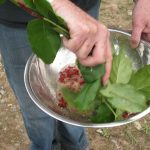 Mashing Soap Berries in a Bowl.