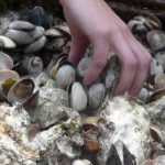 Clams in the Pit Cook