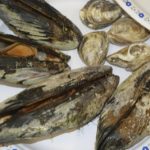mussels and clams on a plate