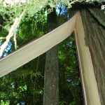 Cedar Bark being removed for Traditional Purposes