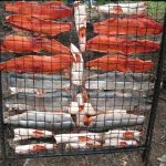 salmon ready to be processed