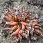 gooseneck barnacles