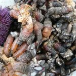 goose neck barnacles and tucup