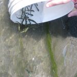 collecting seaweed in a bucket